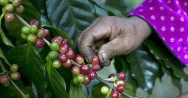 Кофе «Чёрный бивень» - самый дорогой кофе в мире Технология производства Kopi Luwak